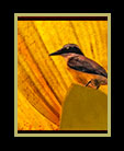 a surrealistic image of a bird against a magnified flower thumbnail